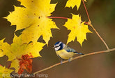 Autumn Wildlife Photography Tips