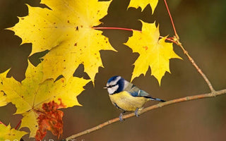 Autumn Wildlife Photography Tips