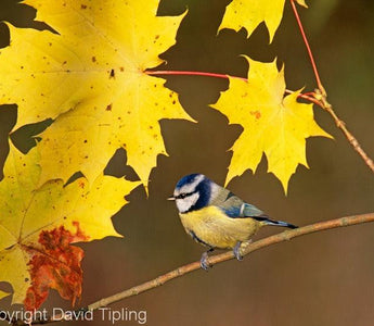 Autumn Wildlife Photography Tips