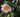 Camellia &ndash; Queen of Shrubs