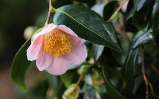 Camellia &ndash; Queen of Shrubs