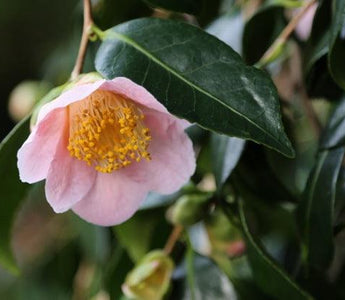 Camellia &ndash; Queen of Shrubs