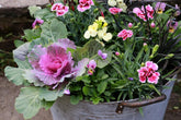 Fall colour in pots and containers