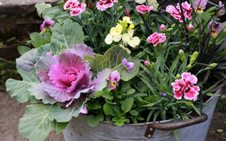 Fall colour in pots and containers