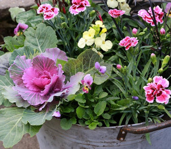 Fall colour in pots and containers