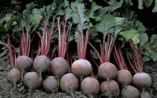 What Vegetables Can I Plant Now?