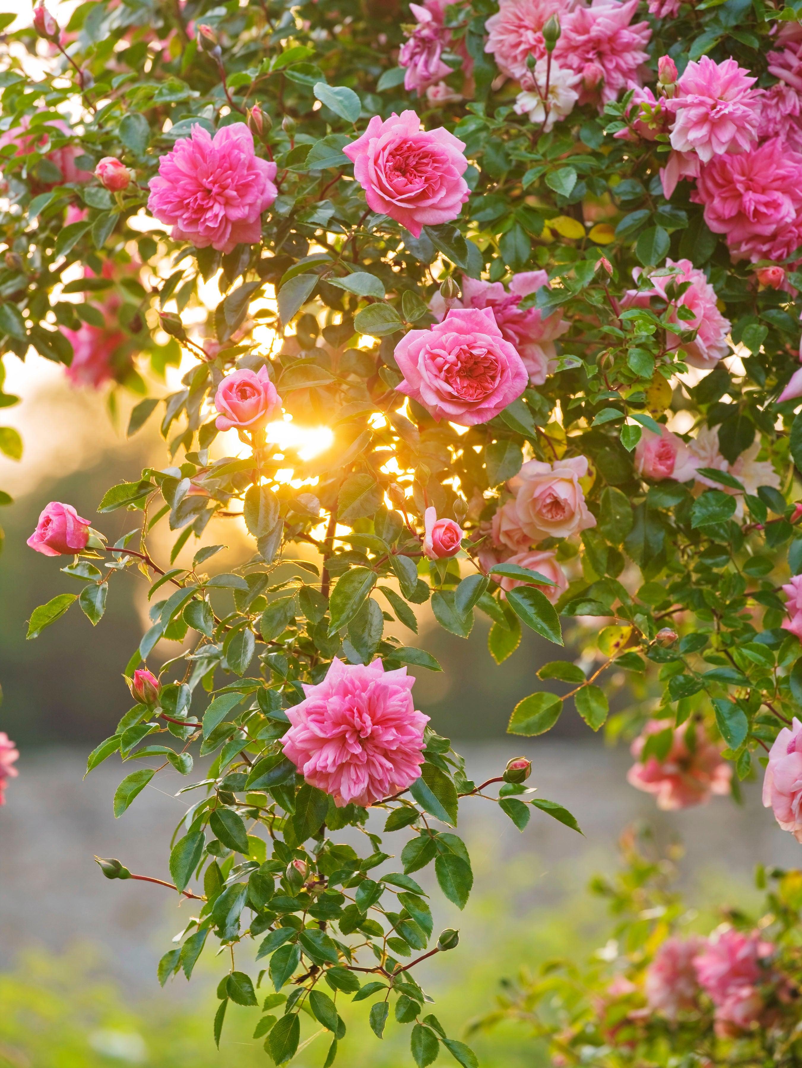 Blooming Marvellous Photos