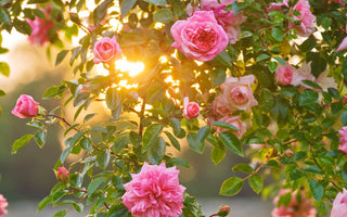 Blooming Marvellous Photos