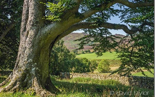 Creativity and the Art of Slowing Down