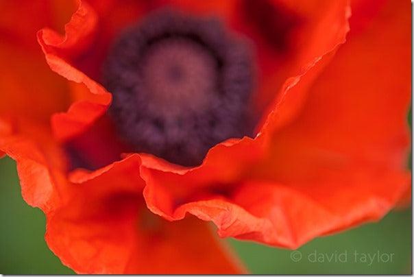 Staying Sharp: Getting to Grips with Autofocus