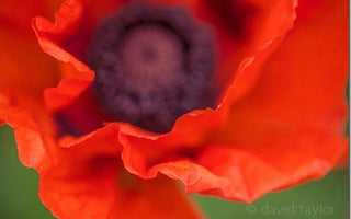 Staying Sharp: Getting to Grips with Autofocus