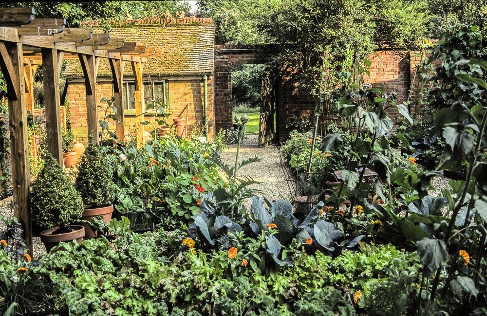 Companion Planting: Flowers To Grow With Vegetables