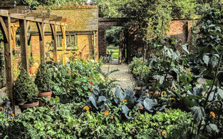 Companion Planting: Flowers To Grow With Vegetables