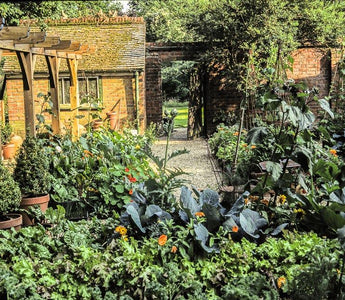 Companion Planting: Flowers To Grow With Vegetables