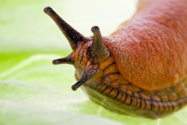 Gardening Top Tips: How to Stop Slugs & Snails destroying Your Hostas