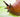 Gardening Top Tips: How to Stop Slugs & Snails destroying Your Hostas