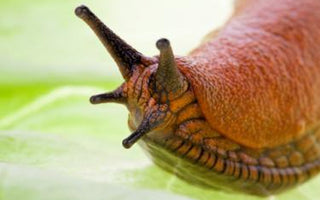 Gardening Top Tips: How to Stop Slugs & Snails destroying Your Hostas