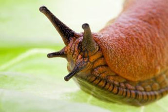 Gardening Top Tips: How to Stop Slugs & Snails destroying Your Hostas