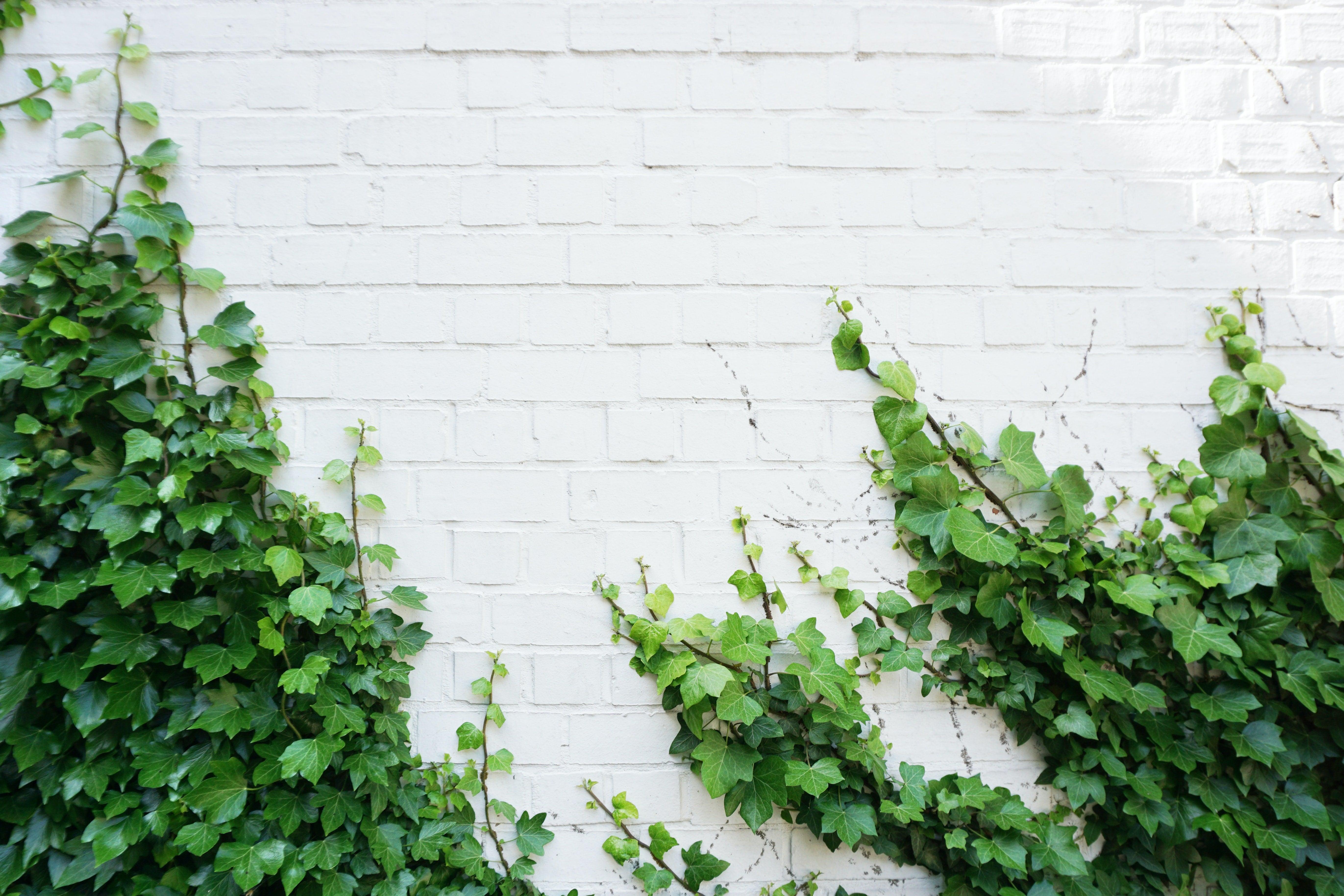 Evergreen climbers: for all year good looks