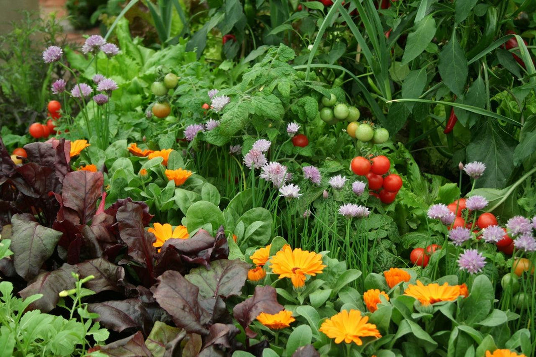 10 Flowers To Grow With Vegetables