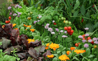 10 Flowers To Grow With Vegetables