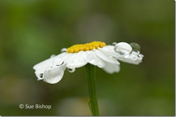 Ambient Light: Photographing in Natural Light
