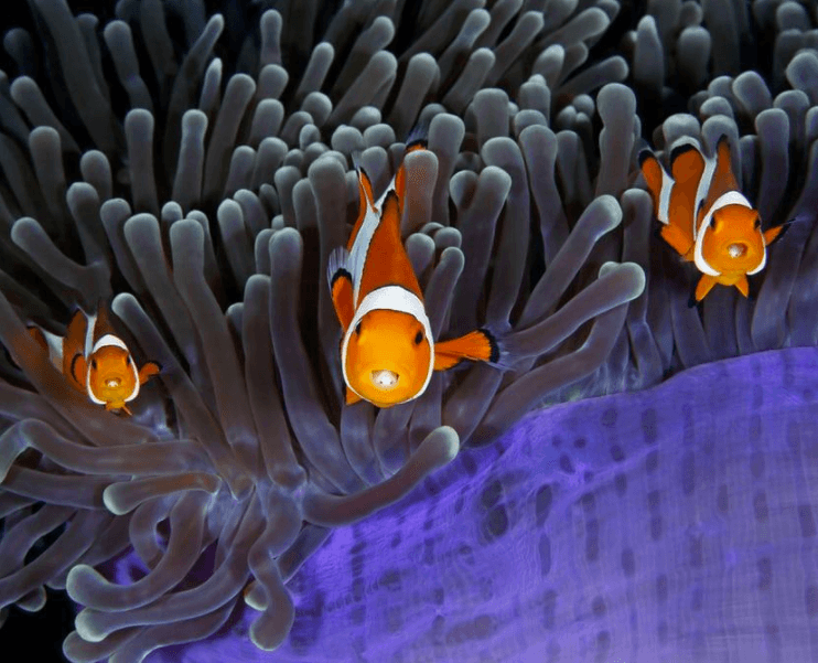 Wildlife Photographer of the Year 2017 Finalists