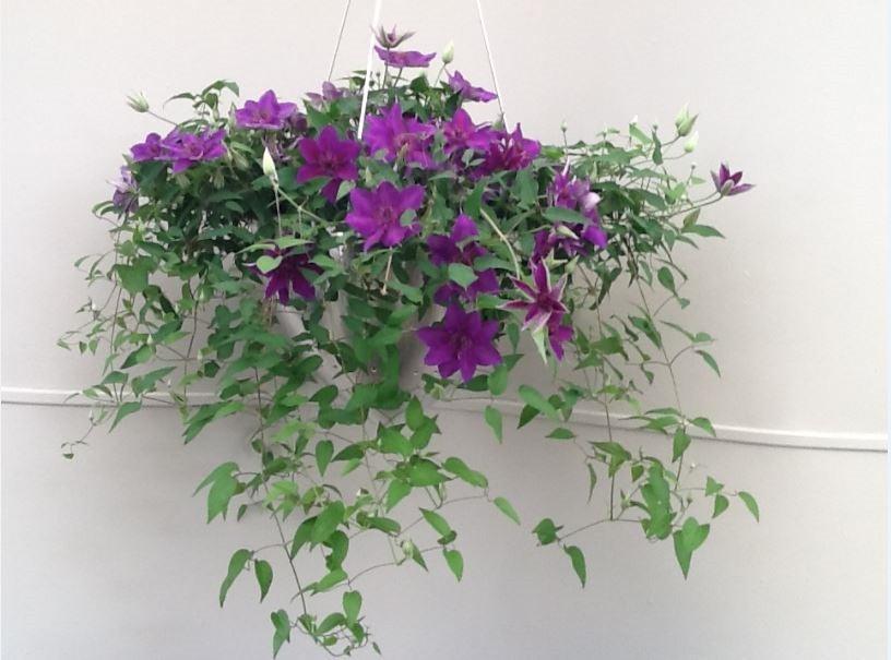Clematis for Hanging Baskets