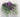 Clematis for Hanging Baskets