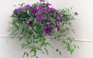 Clematis for Hanging Baskets
