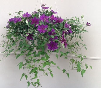 Clematis for Hanging Baskets