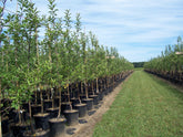 The Propagation of Fruit and Ornamental Trees