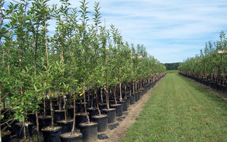 The Propagation of Fruit and Ornamental Trees