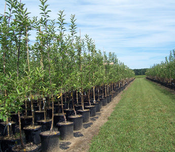 The Propagation of Fruit and Ornamental Trees