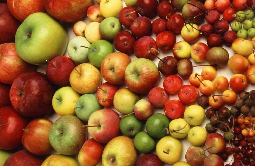 Fruit Tree Specification & Rootstocks Guide