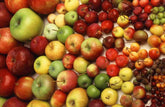 Fruit Tree Specification & Rootstocks Guide