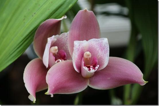 Magnolias and orchids