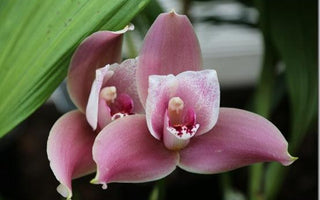 Magnolias and orchids