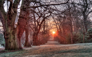 3 Tips for Fall That Will Prepare Your Home and Garden for Winter