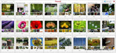 The best Gardening Boards on Pinterest
