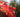 Climbers for fall color; Scarlet ribbons