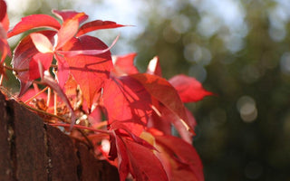 Climbers for fall color; Scarlet ribbons