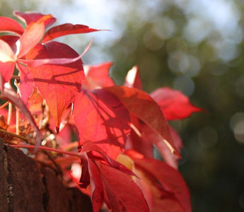 Climbers for fall color; Scarlet ribbons