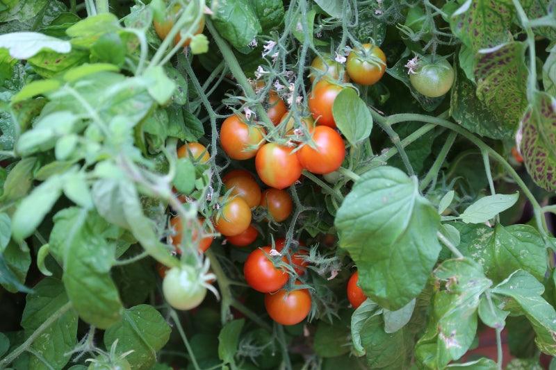 How to Grow Leeks in Raised Beds