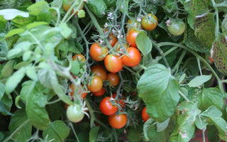 How to Grow Leeks in Raised Beds