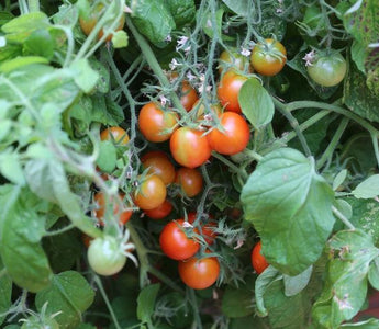 How to Grow Leeks in Raised Beds