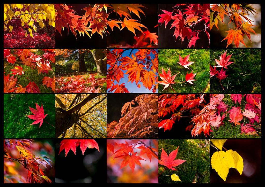 How To Photograph Great Autumn Colours