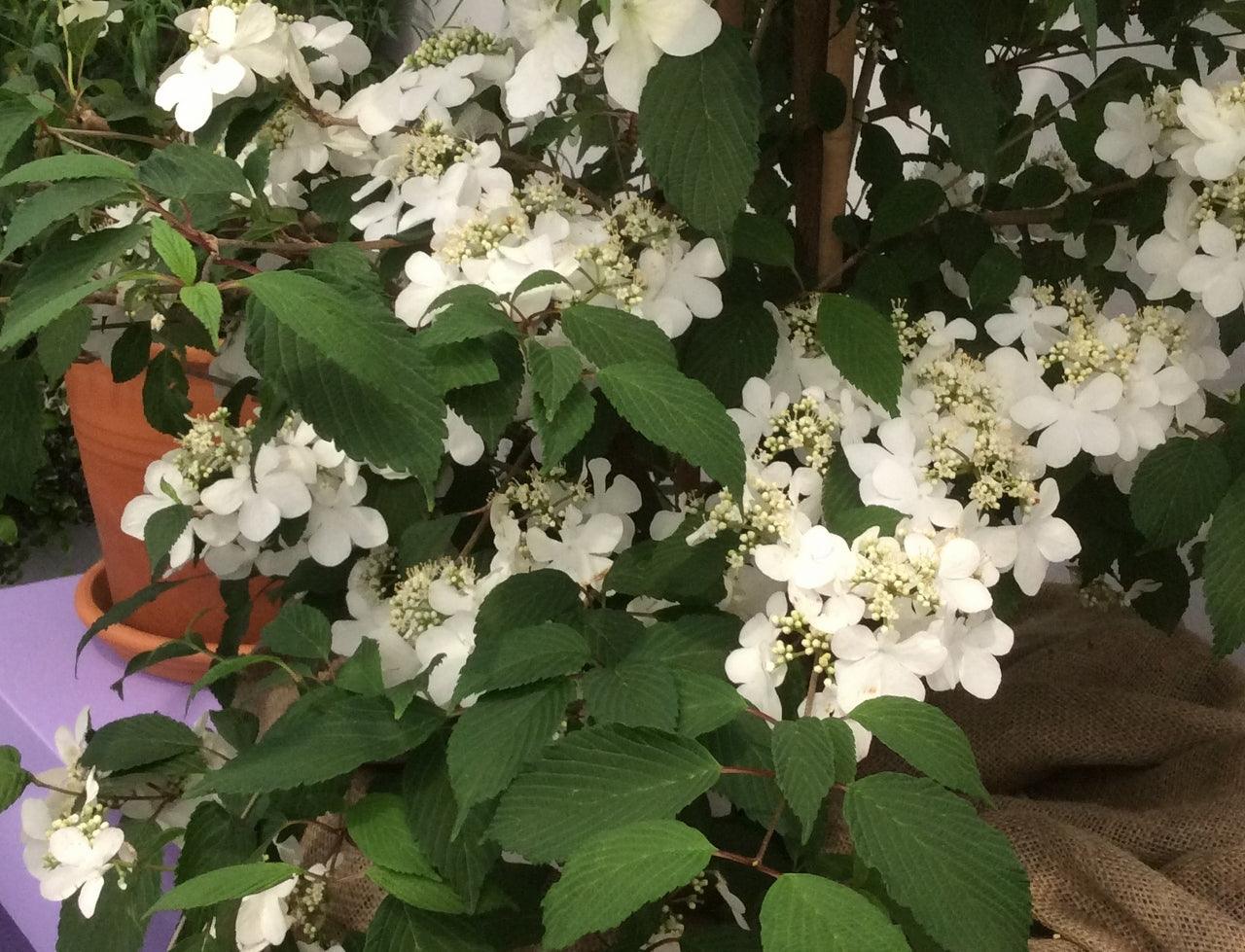 Best New Plants at Chelsea Flower Show 2015