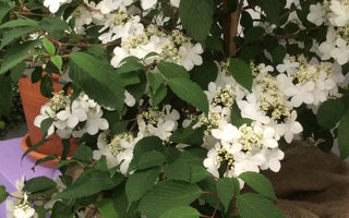 Best New Plants at Chelsea Flower Show 2015