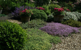 Planting for water conservation; gardening in drought conditions